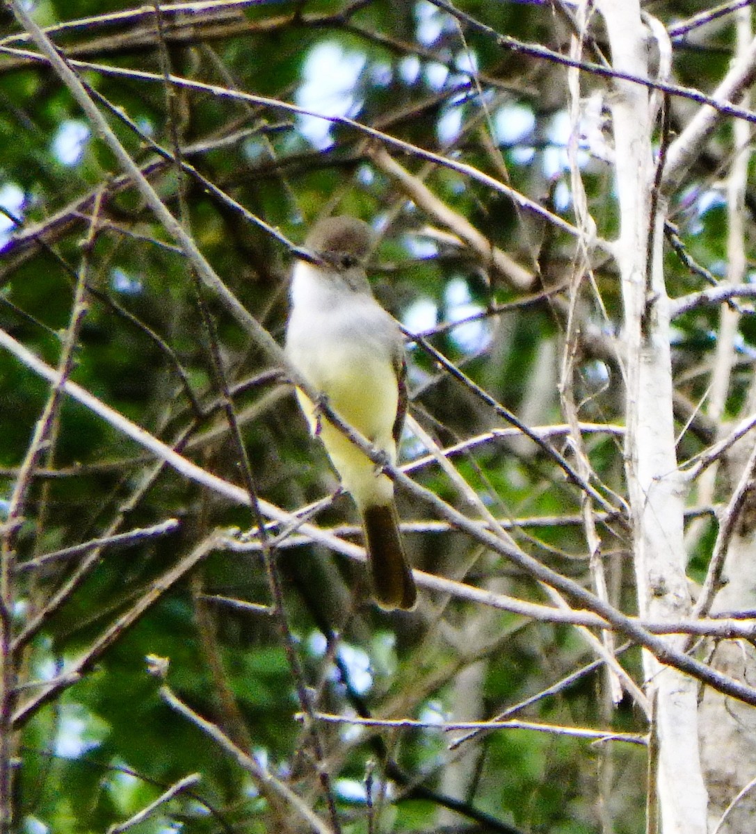 Dusky-capped Flycatcher - ML640111457