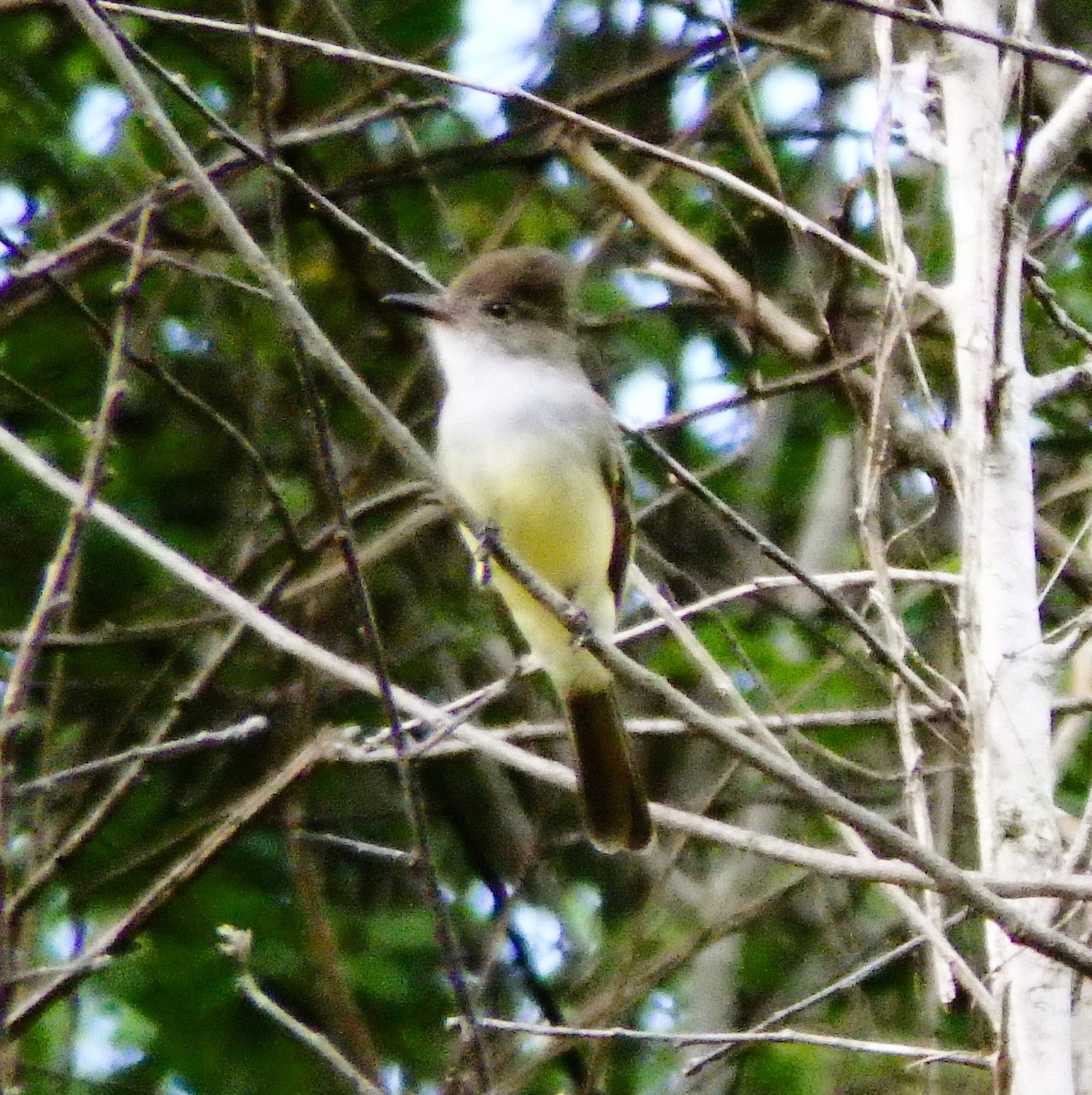 Dusky-capped Flycatcher - ML640111475