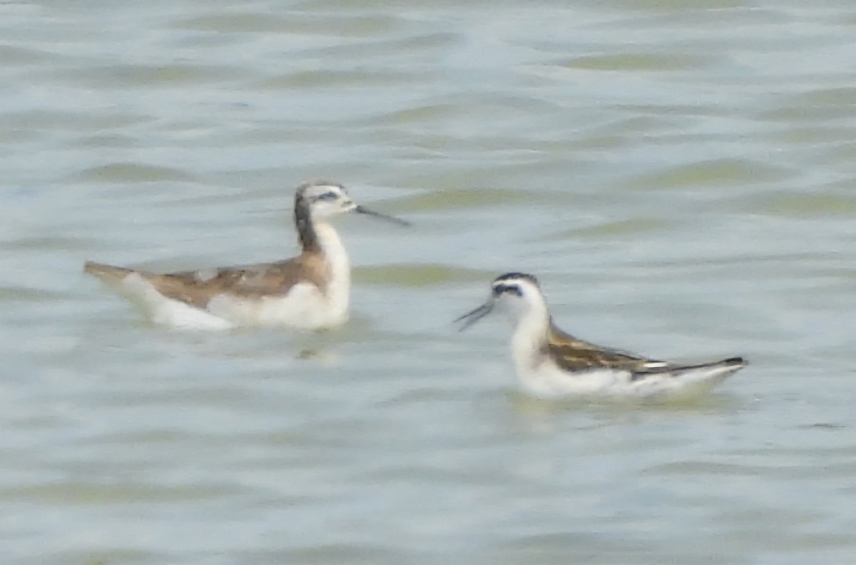 Red-necked Phalarope - ML640111533