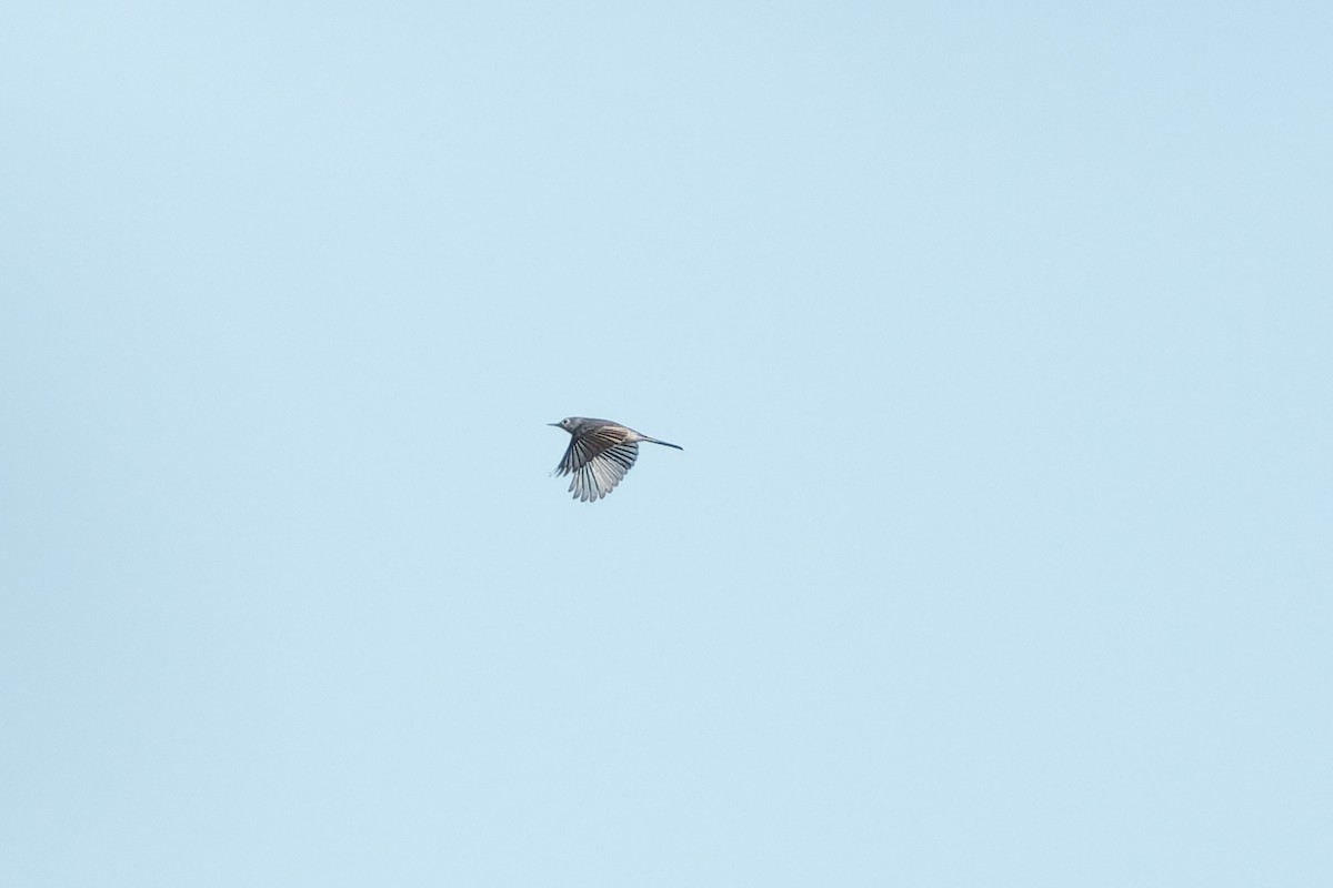 Blue-gray Gnatcatcher - ML640111552