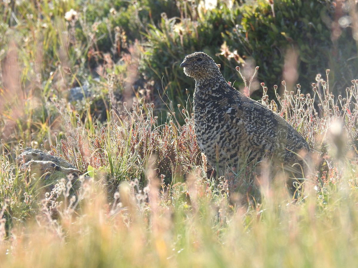White-tailed Ptarmigan - ML640111618