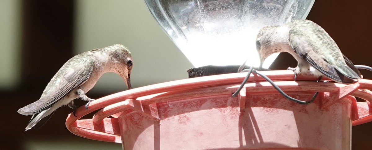 Broad-tailed Hummingbird - ML640111619