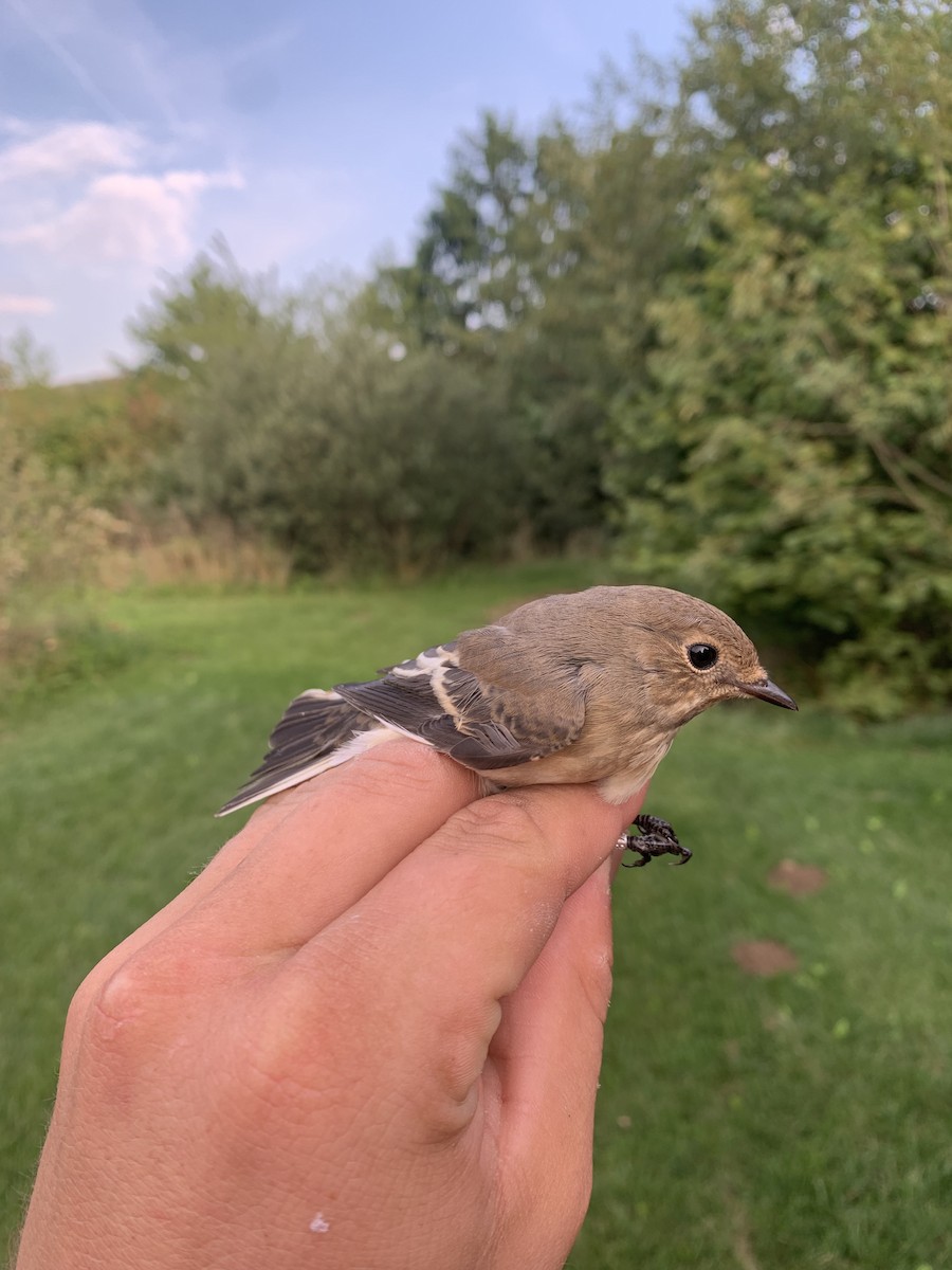 European Pied Flycatcher - ML640111625