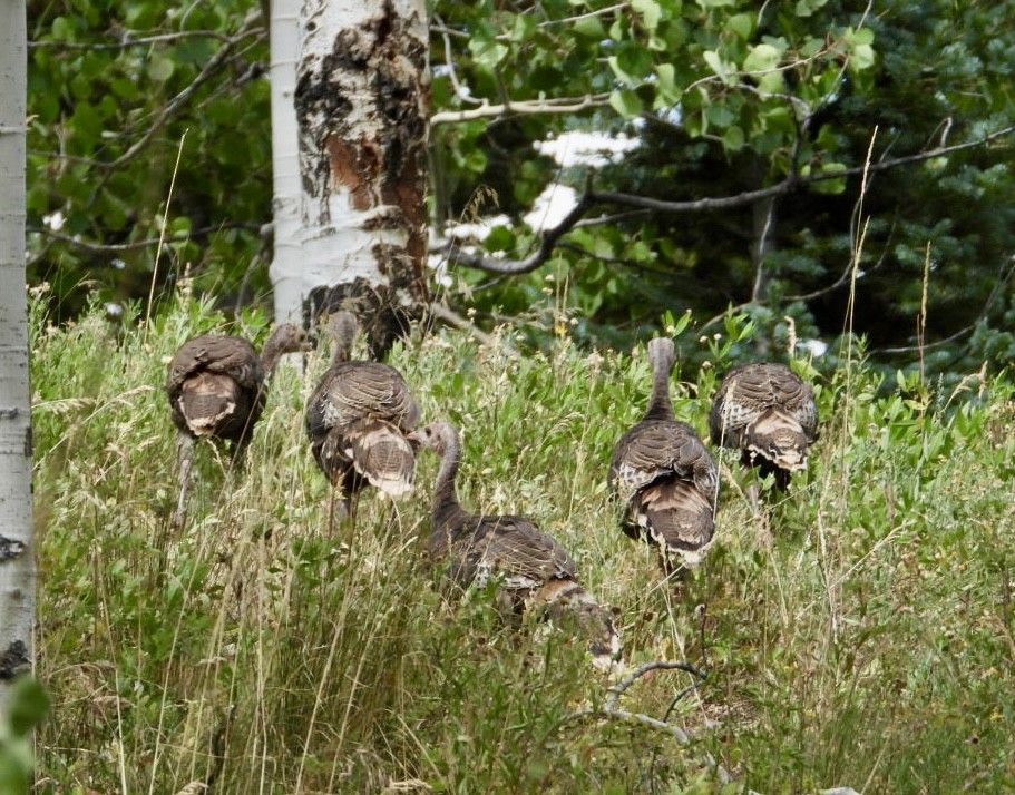 Wild Turkey - ML640111629