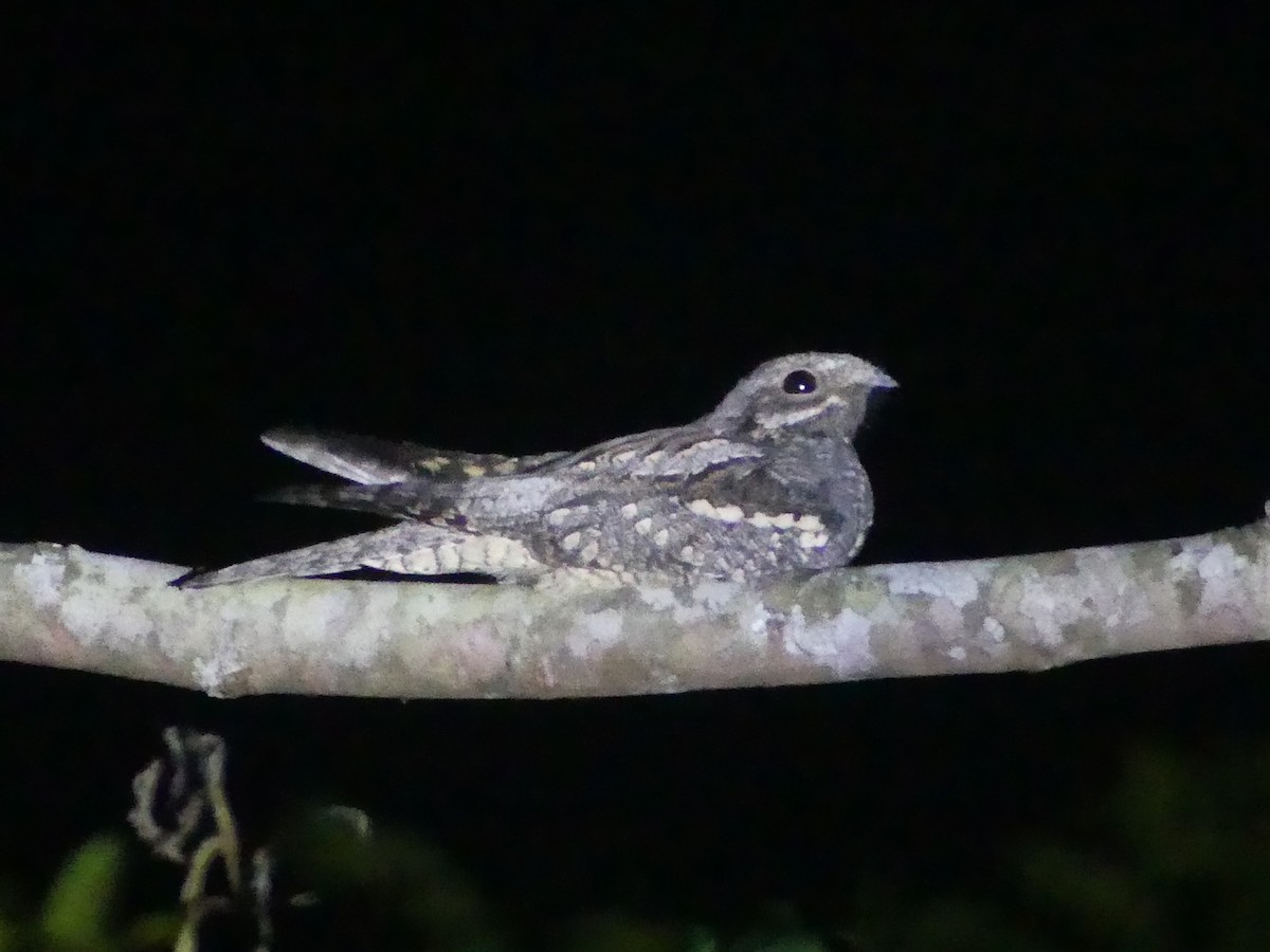 Eurasian Nightjar - ML640111638