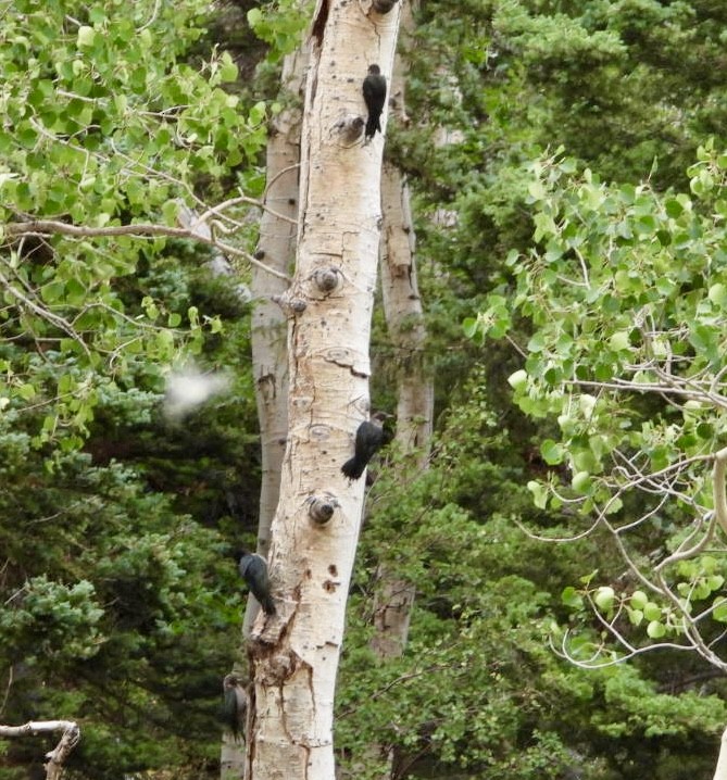 Lewis's Woodpecker - ML640111641