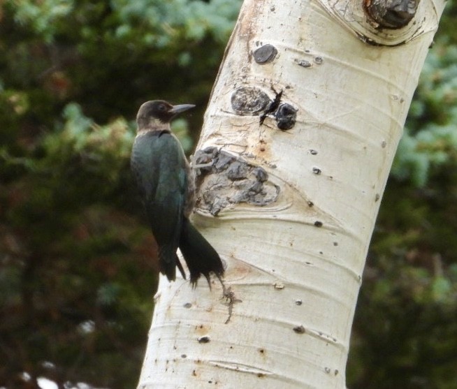 Lewis's Woodpecker - ML640111642