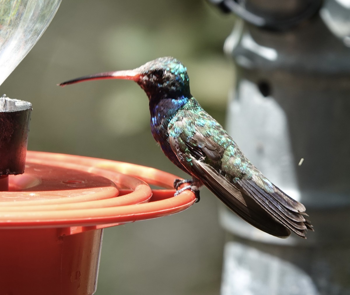 Broad-billed Hummingbird - ML640111644
