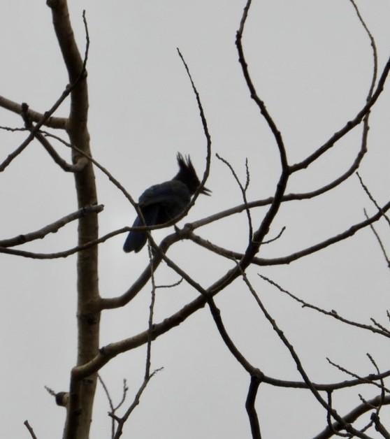 Steller's Jay - ML640111651