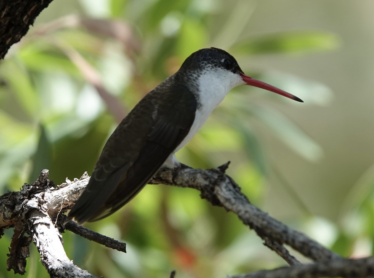 Violet-crowned Hummingbird - ML640111652