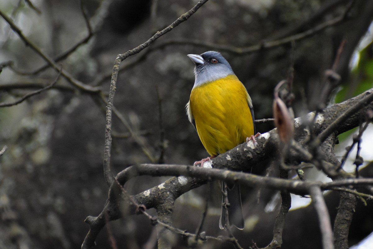 Patagonian Sierra Finch - ML640111737