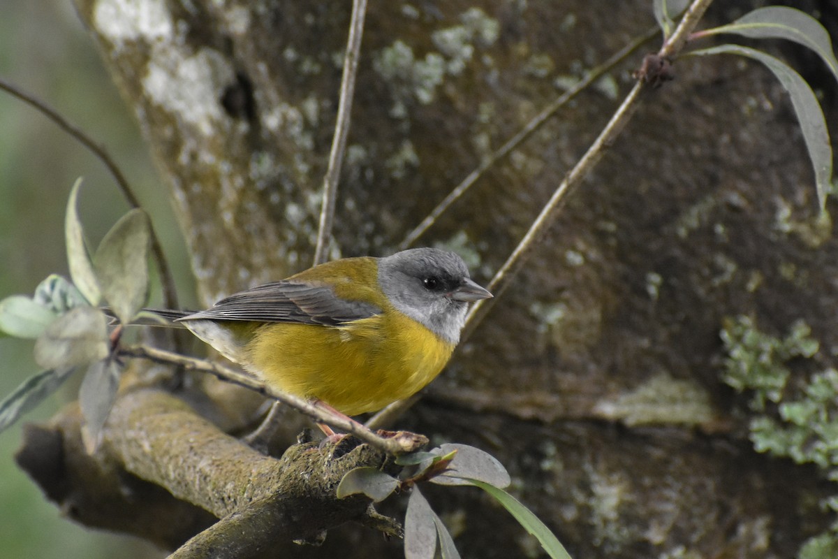 Patagonian Sierra Finch - ML640111775