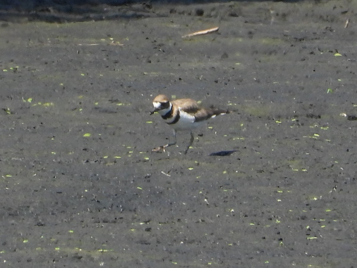 Killdeer - ML640111781