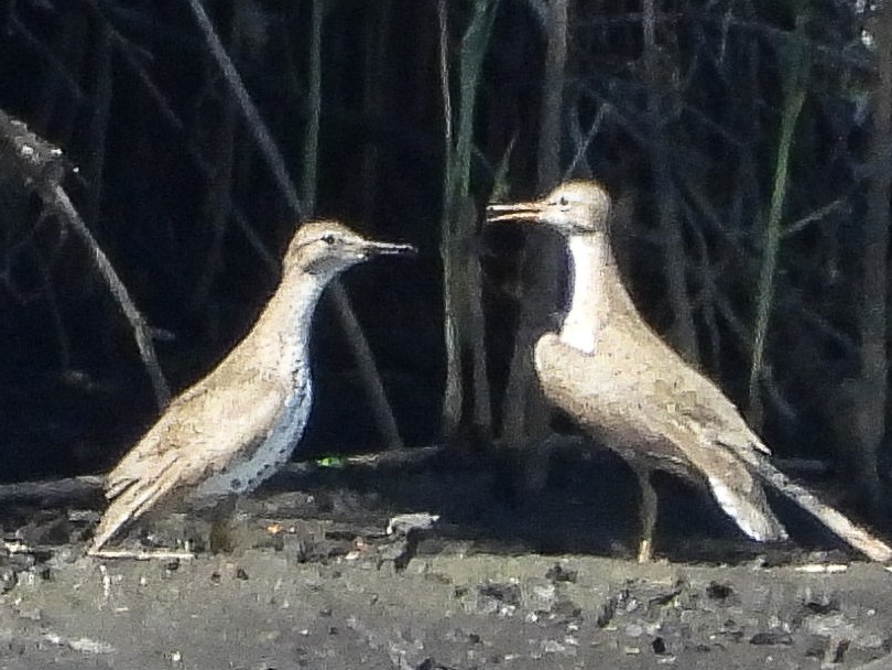 Spotted Sandpiper - ML640111784