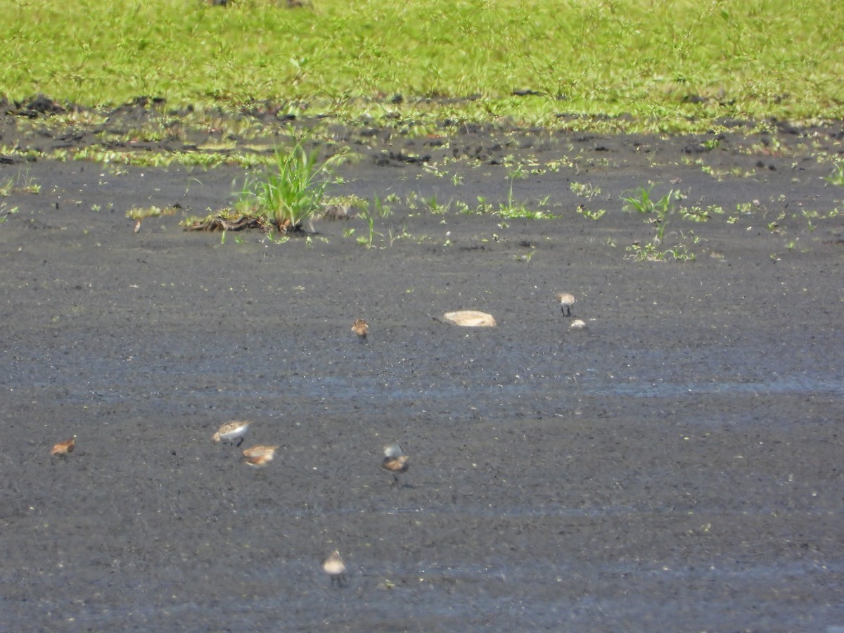 Semipalmated Sandpiper - ML640111794