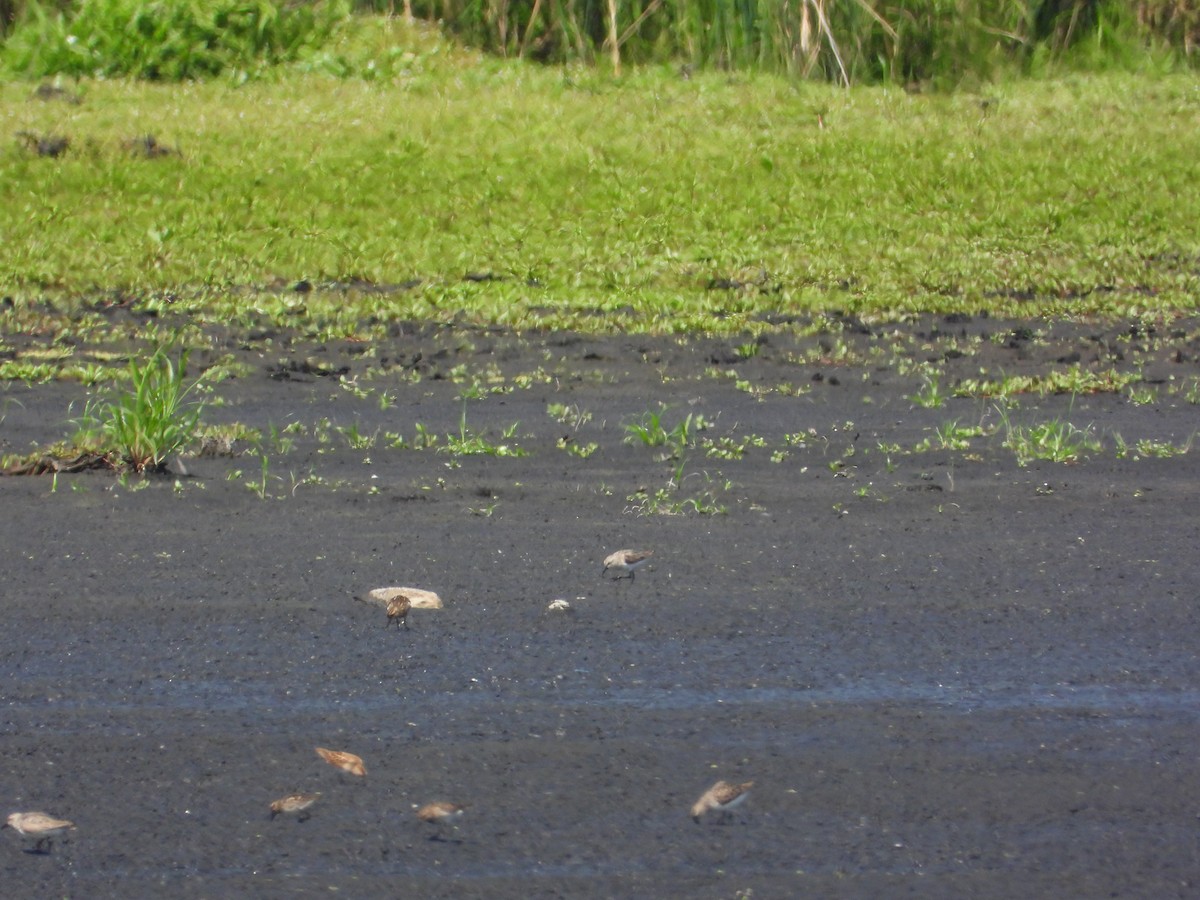 Semipalmated Sandpiper - ML640111795
