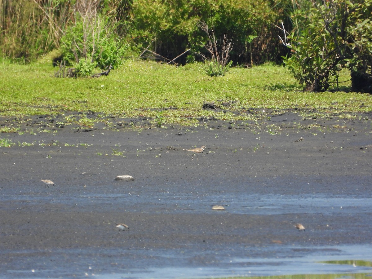 Semipalmated Sandpiper - ML640111796