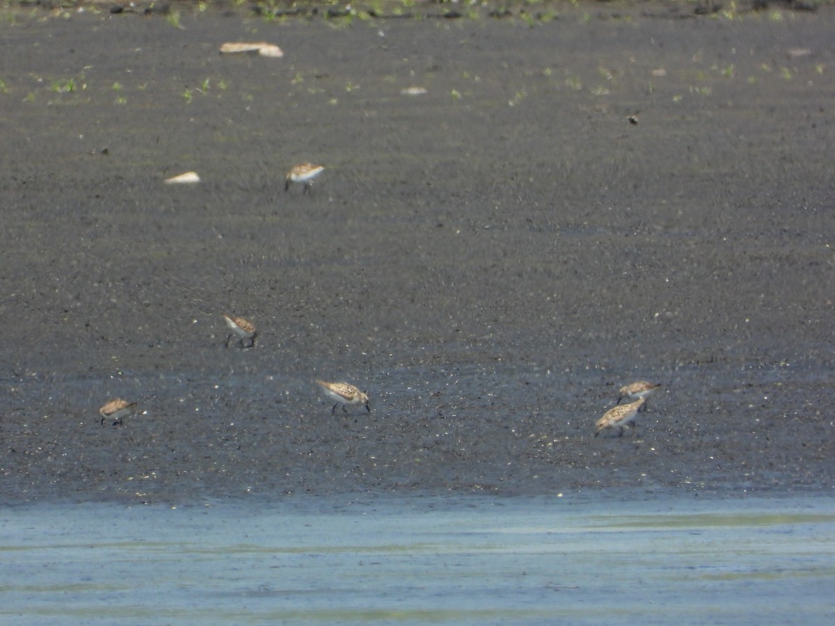 Semipalmated Sandpiper - ML640111797