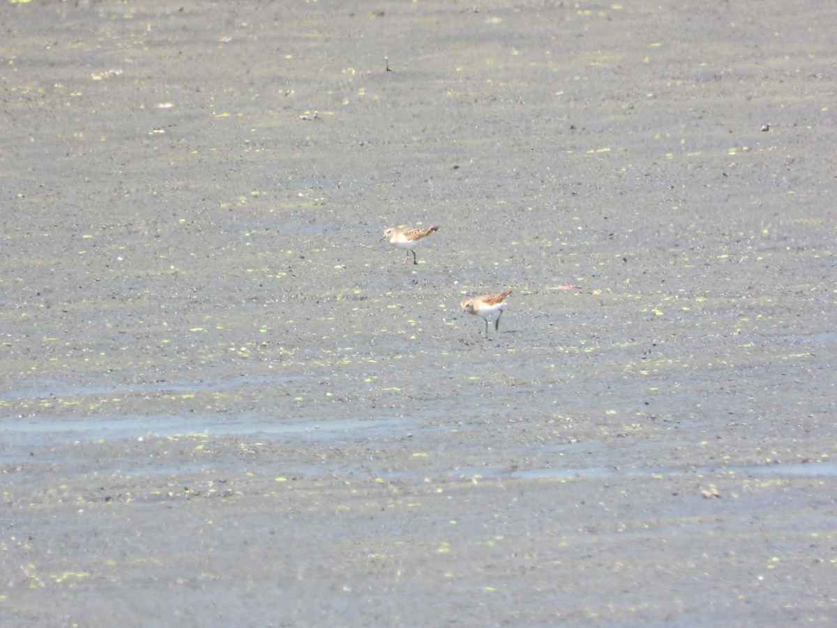 Semipalmated Sandpiper - ML640111799