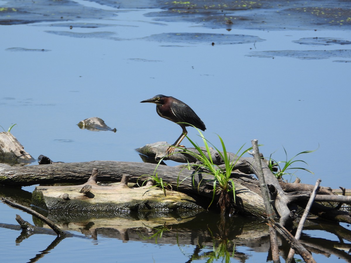 Green Heron - ML640111819