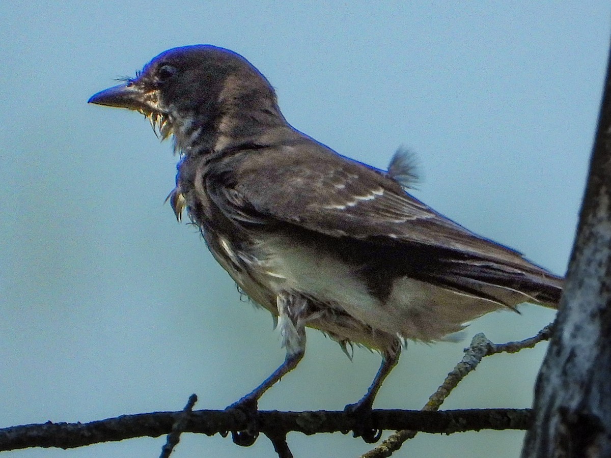 Eastern Kingbird - ML640111856