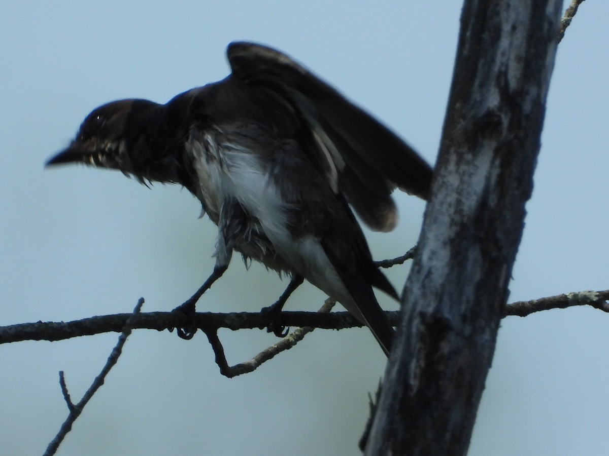 Eastern Kingbird - ML640111857