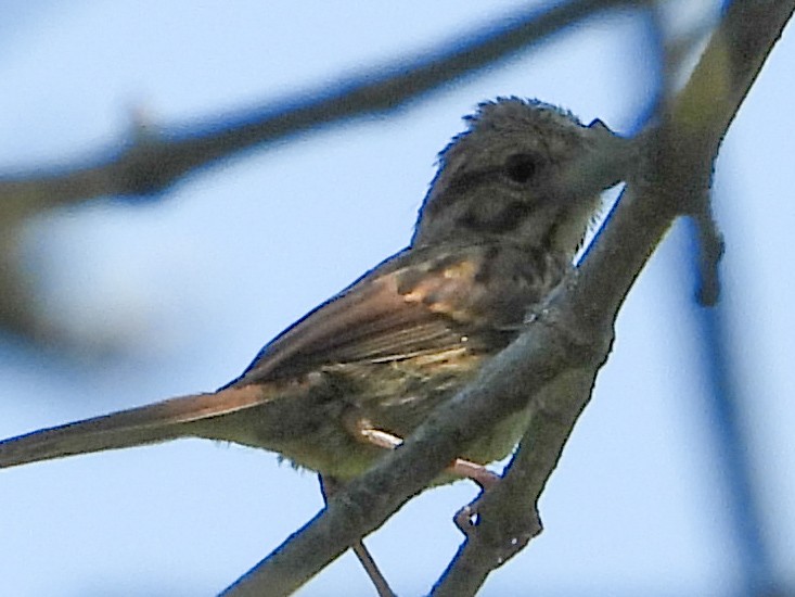 Song Sparrow - ML640111864
