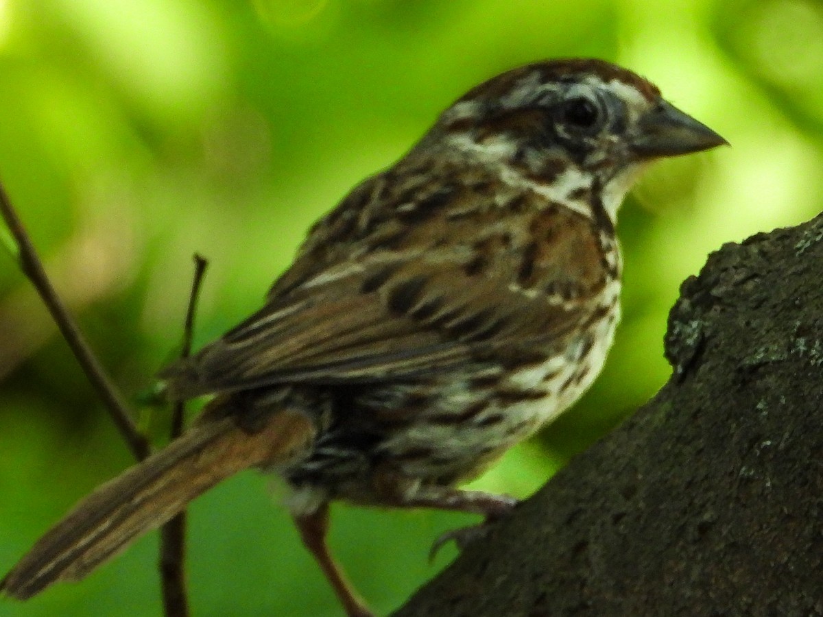 Song Sparrow - ML640111865
