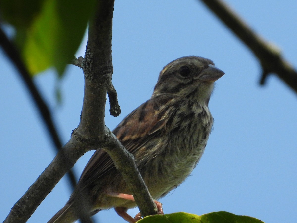 Song Sparrow - ML640111866