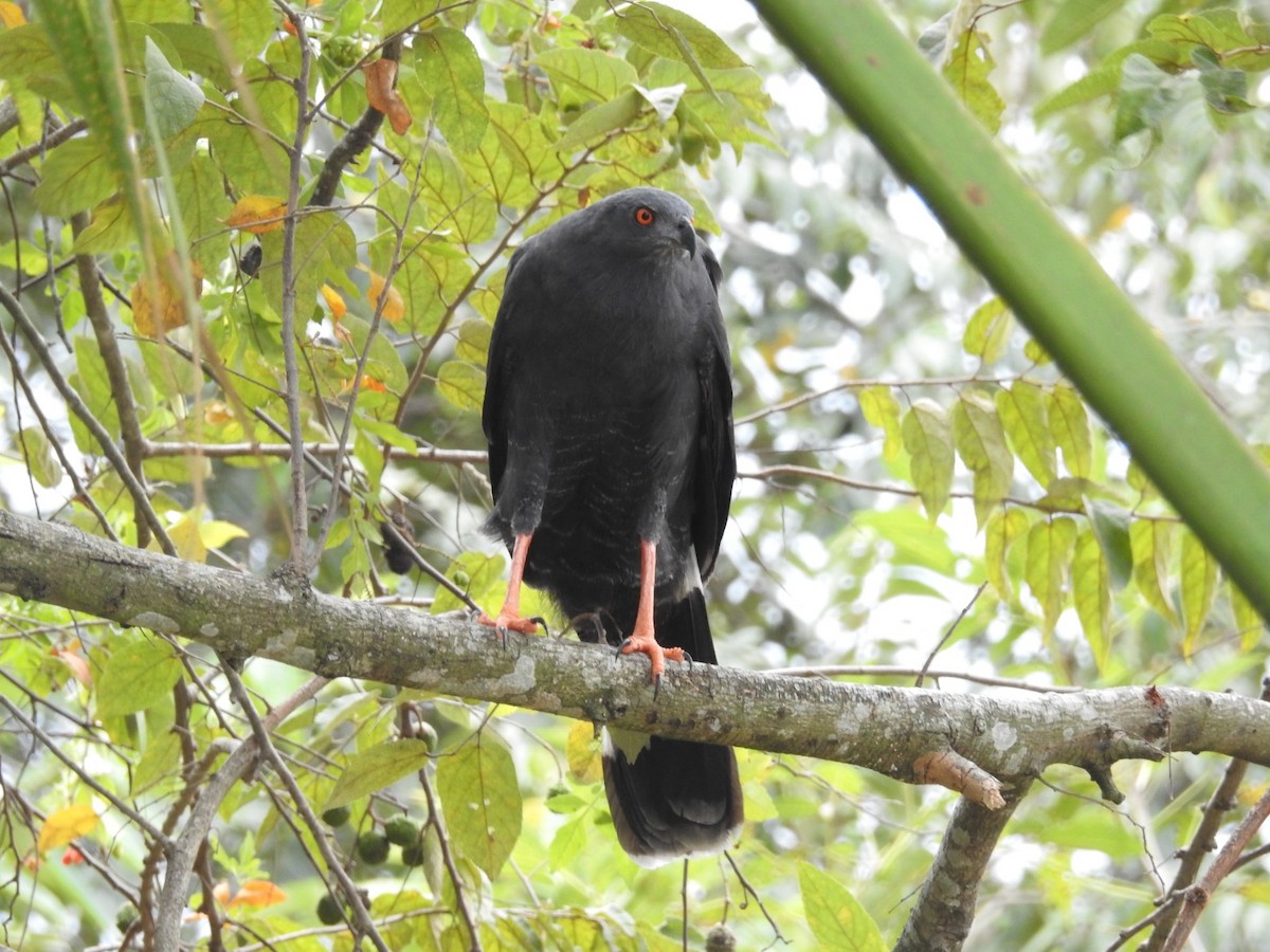 Crane Hawk - ML640111868