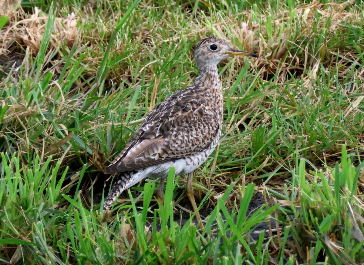 Upland Sandpiper - ML640112048