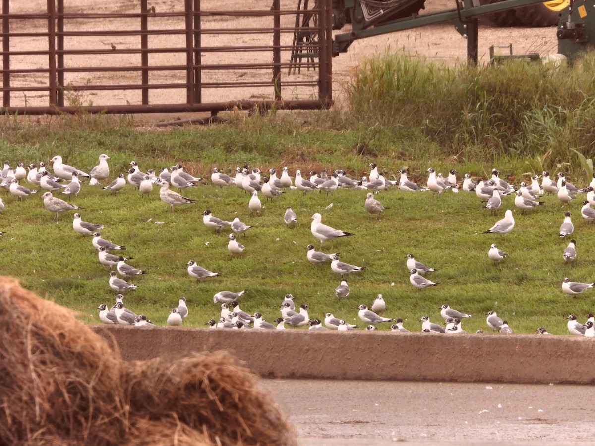 Franklin's Gull - ML640112050