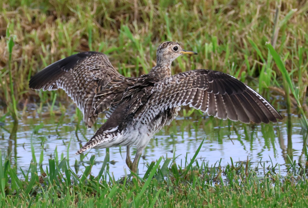 Upland Sandpiper - ML640112052