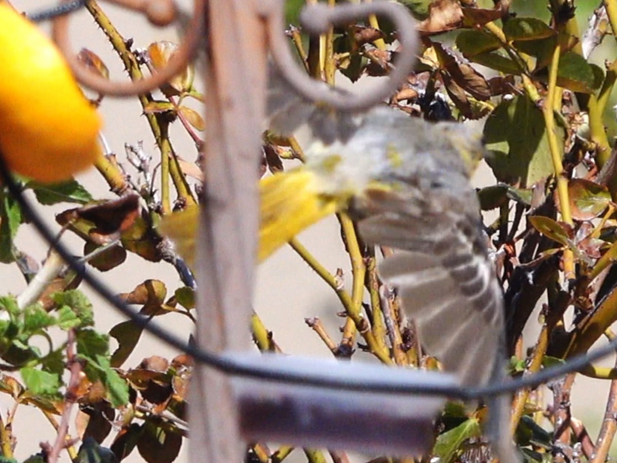 Turpial de Bullock/de Baltimore - ML640112068