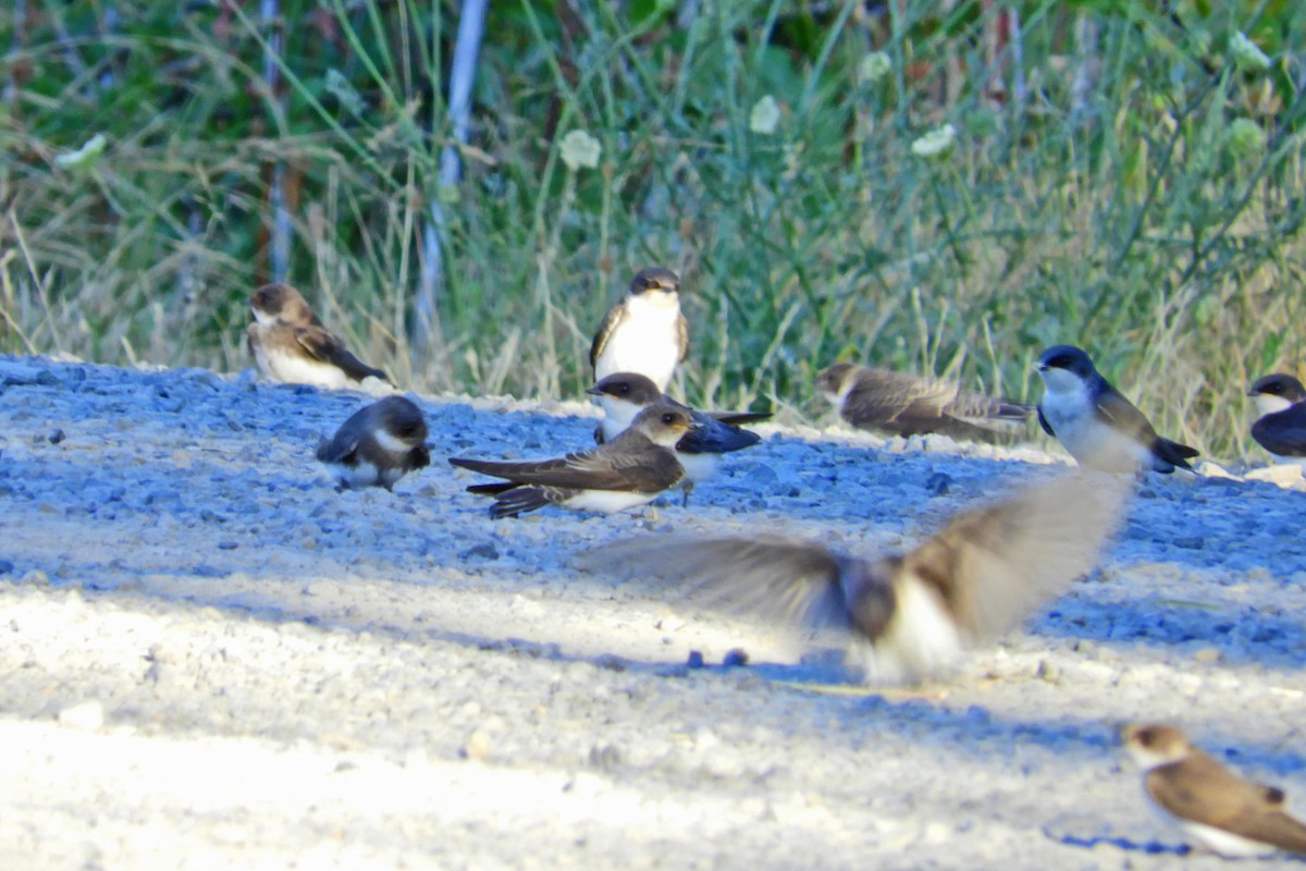 Bank Swallow - ML64011211