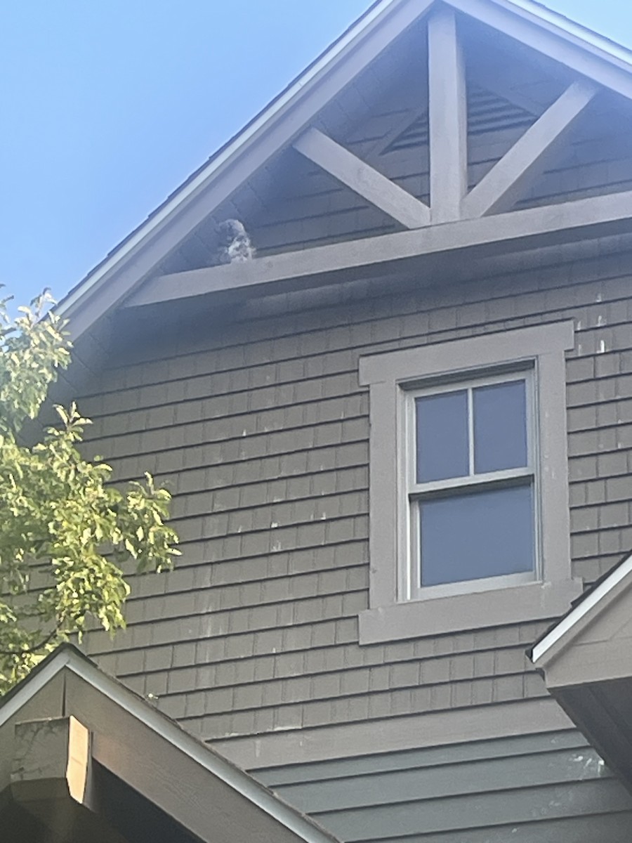 výr virginský - ML640112136