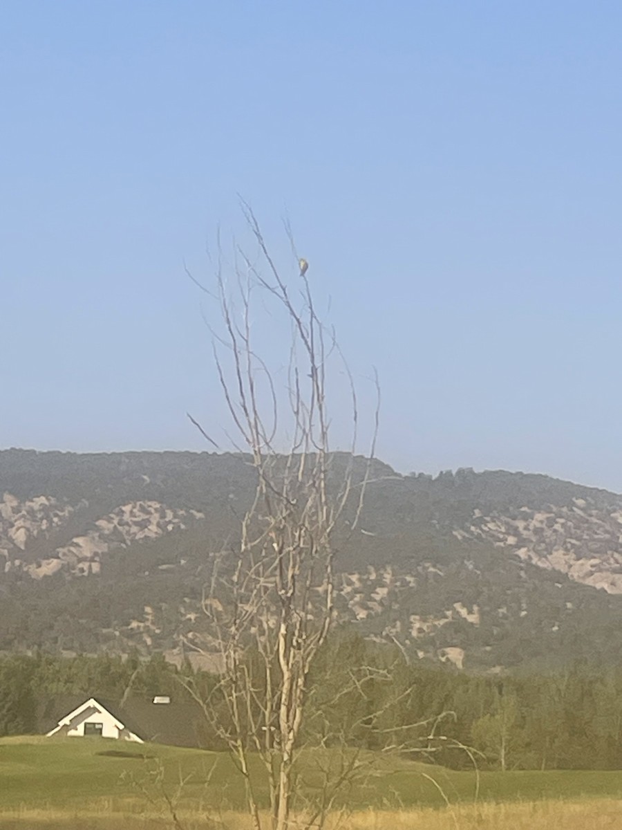 čížek žlutý - ML640112144