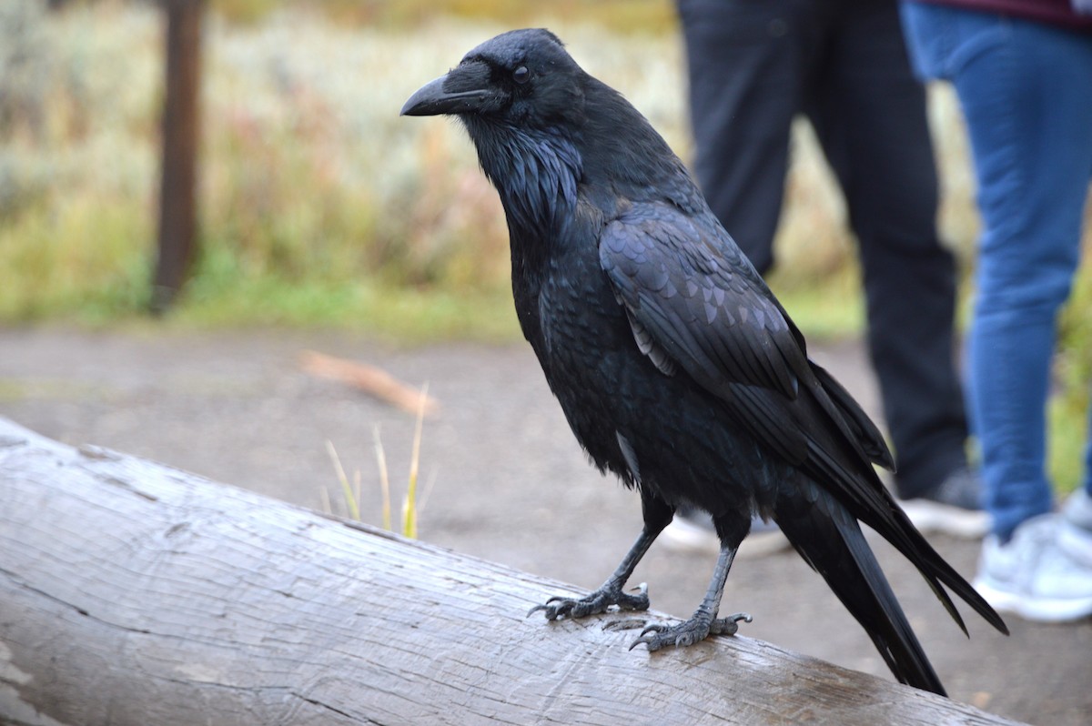 ワタリガラス - ML640112270