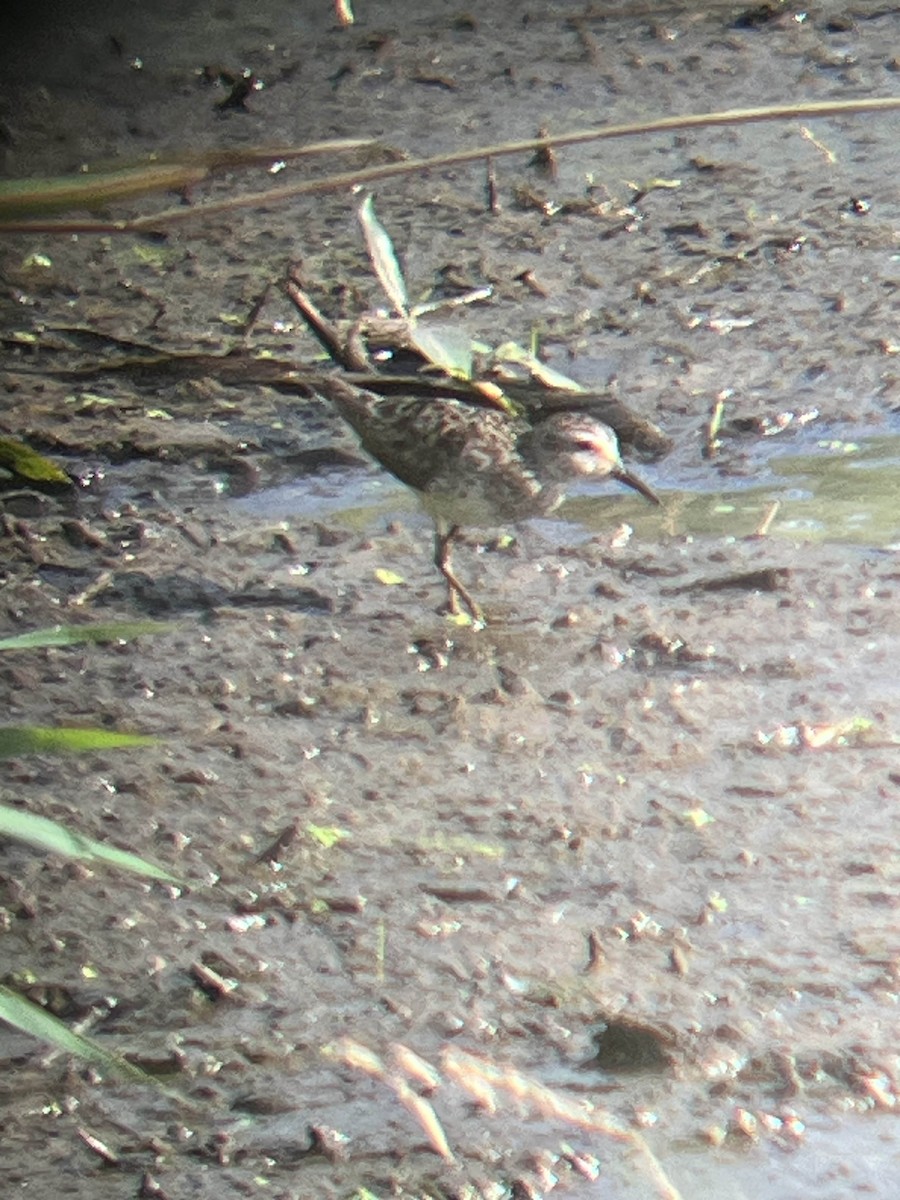 Least Sandpiper - ML640112281