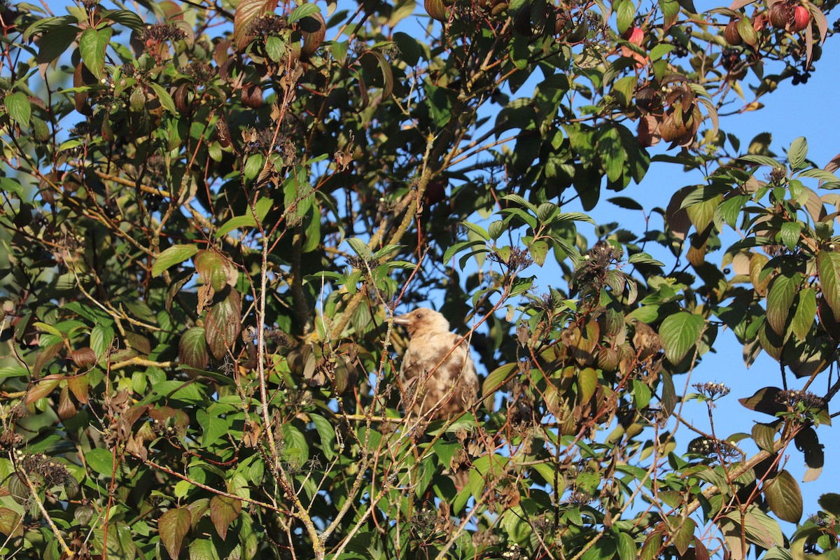 American Crow - ML640112282