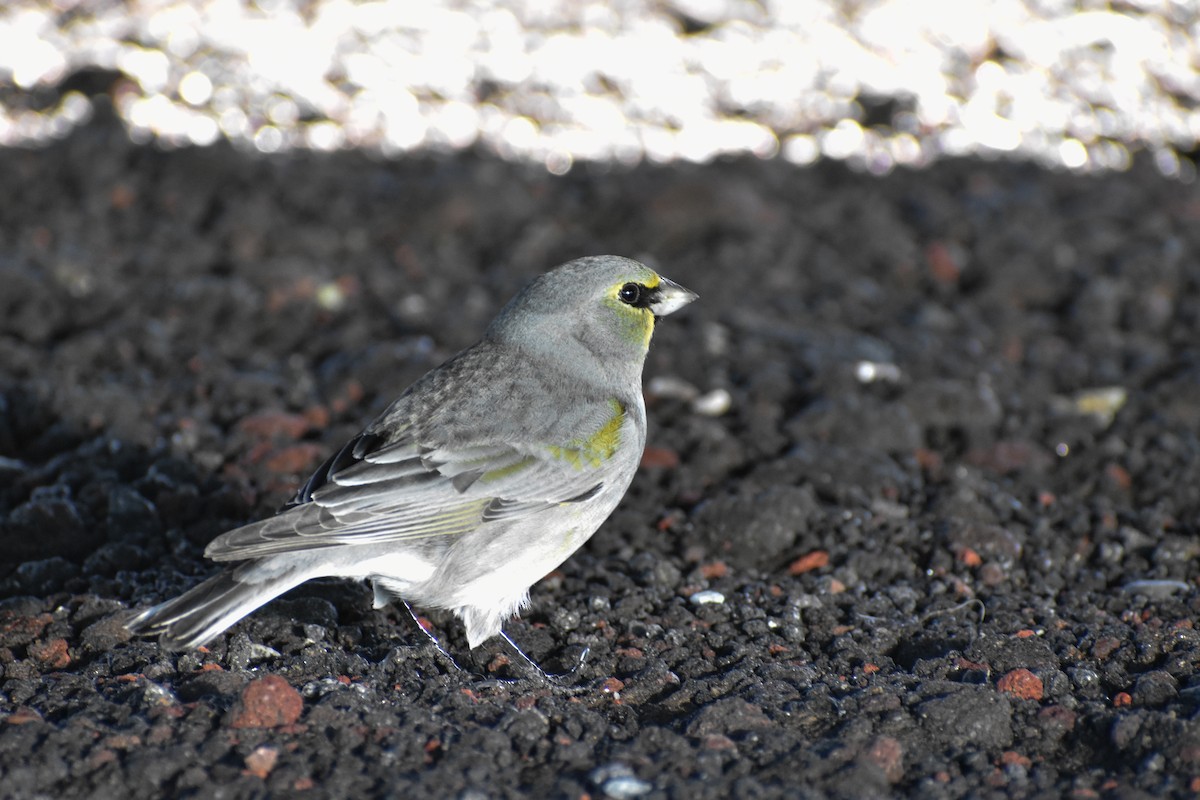 Yellow-bridled Finch - ML640112342