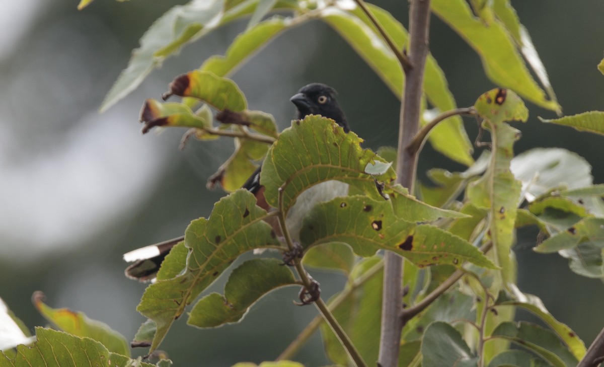Eastern Towhee - ML640112352