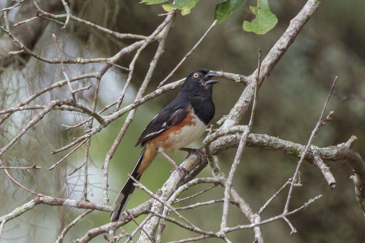 Eastern Towhee - ML640112354