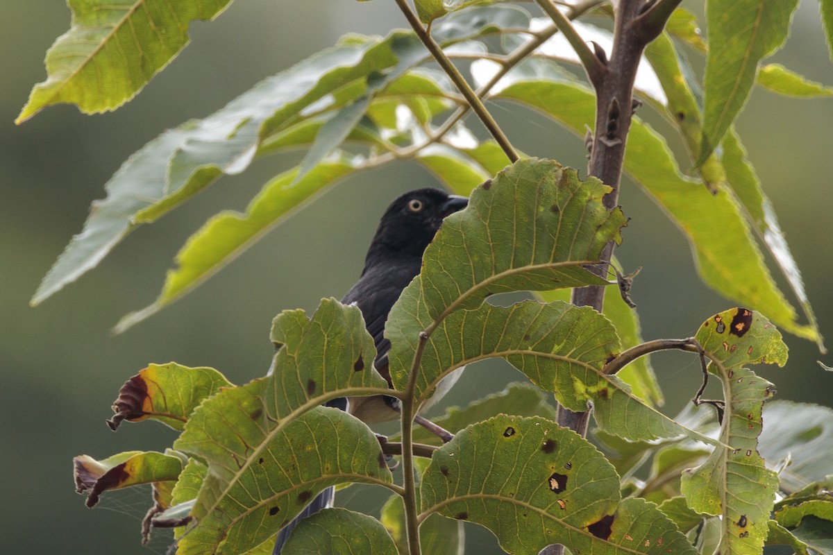 Eastern Towhee - ML640112355