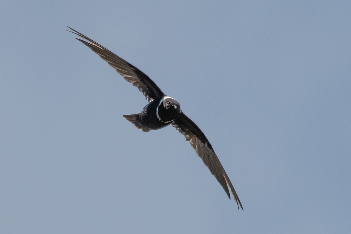 White-collared Swift - ML640112385