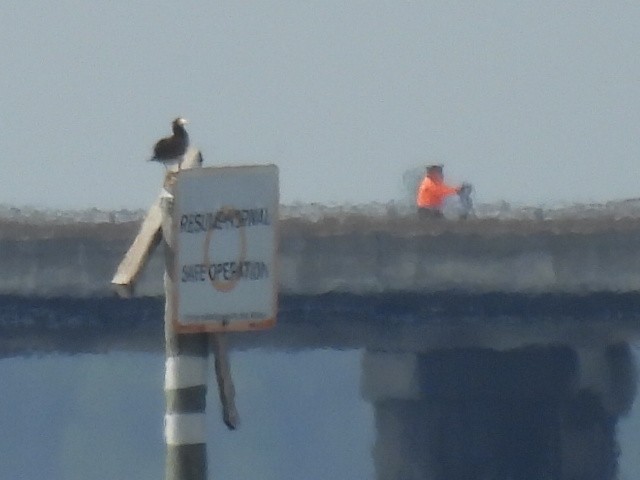 terej žlutonohý - ML640112390