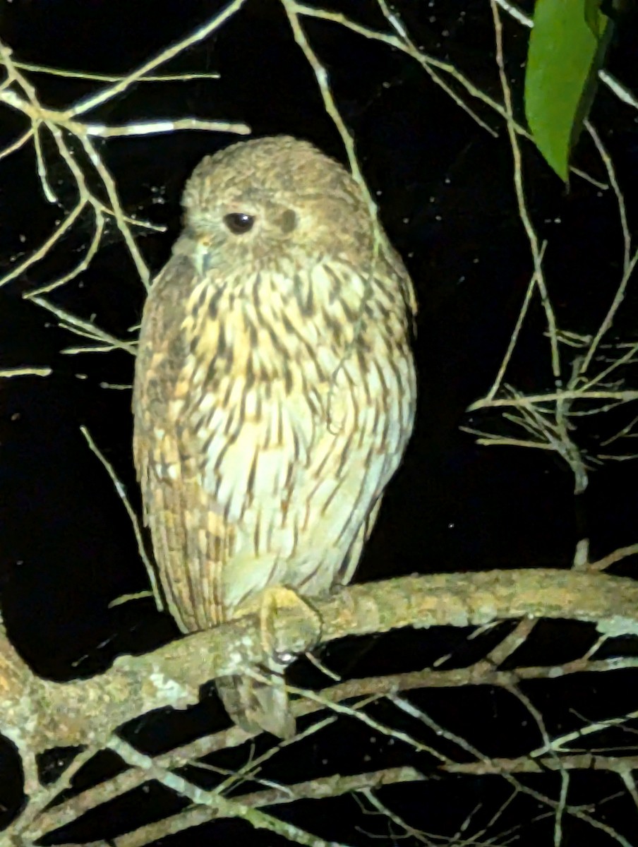 Vermiculated Fishing-Owl - ML640112431