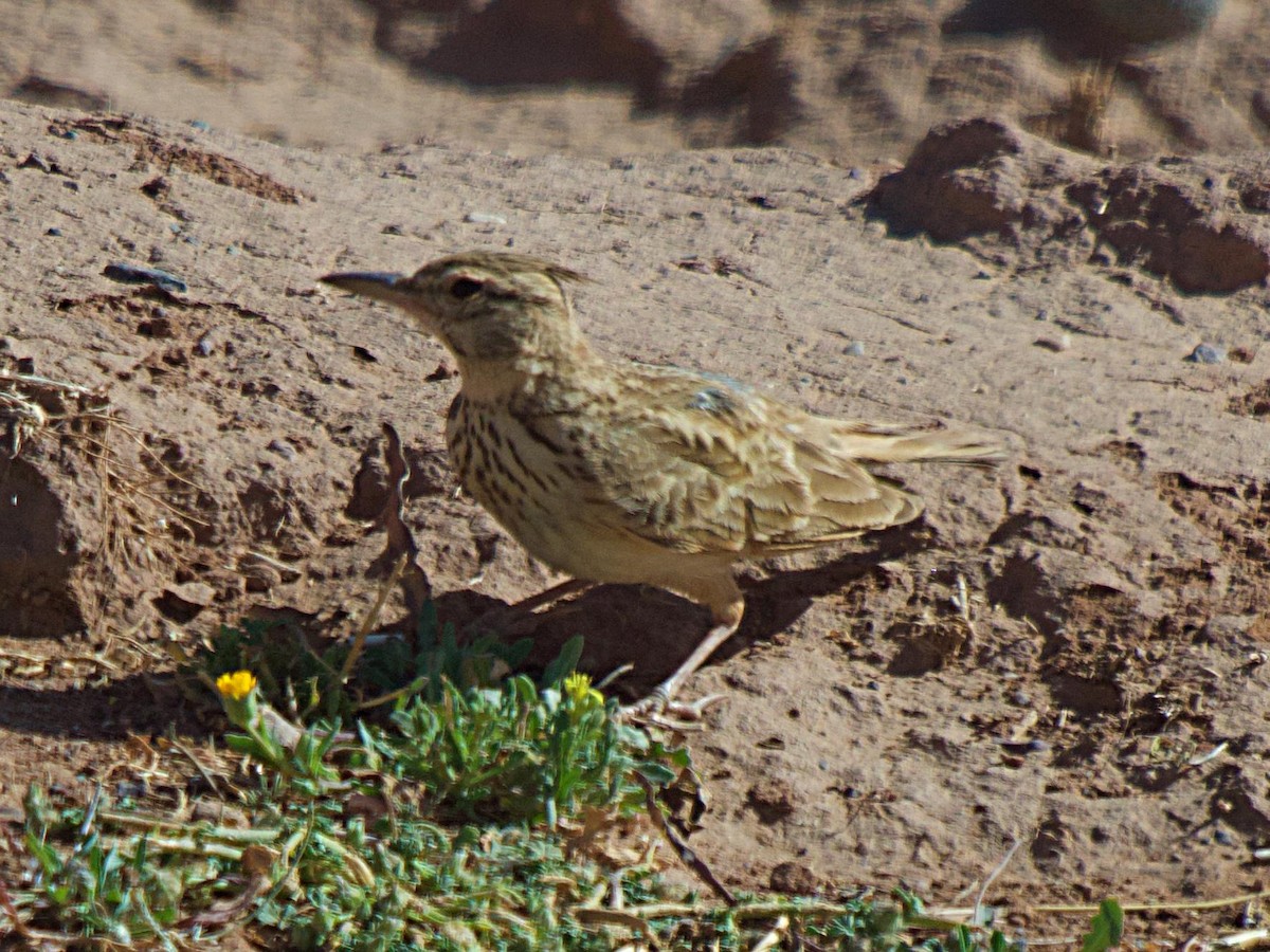 Kutturlio arrunta (magrebtarra) - ML640112477