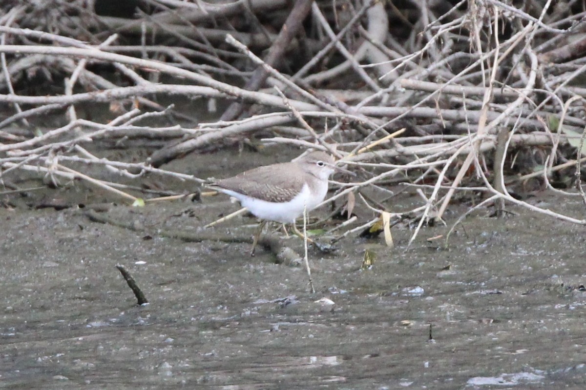 Spotted Sandpiper - ML640112487