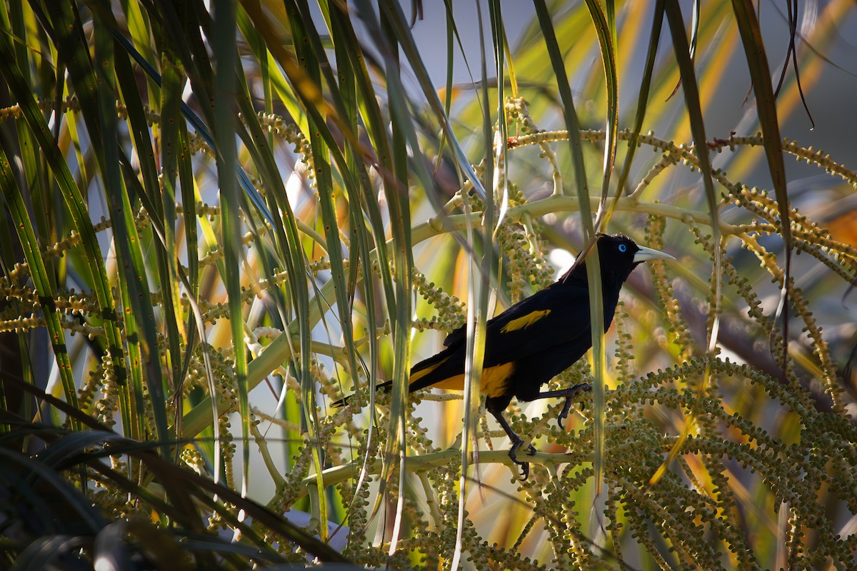 Yellow-rumped Cacique - ML640112522